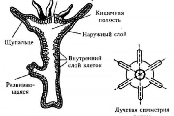 Кракен через тор