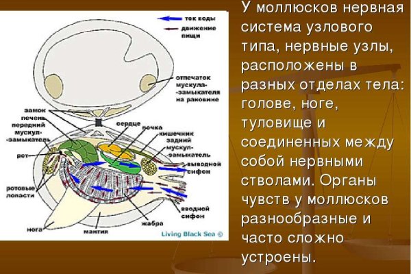 Kraken зеркала kr2web in